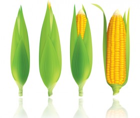 Realistic corn design vectors set 03