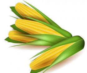 Realistic corn design vectors set 04