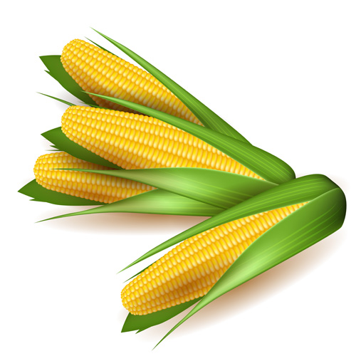Realistic corn design vectors set 04 free download