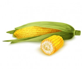 Realistic corn design vectors set 05