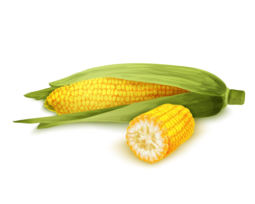 Realistic corn design vectors set 05