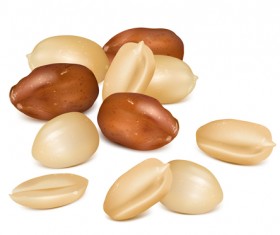 Realistic peanut vector material