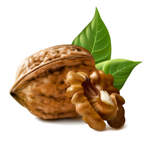Realistic walnuts design vector
