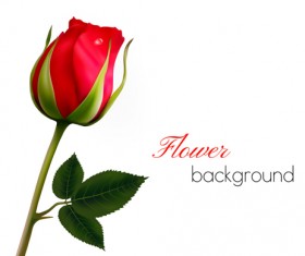 Rose with blank background vector graphics