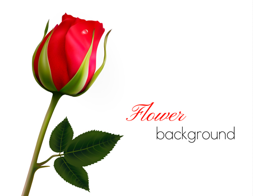 Rose with blank background vector graphics