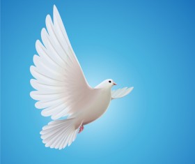 White pigeon realistic vector design 01