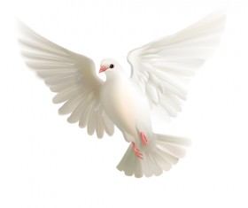 White pigeon realistic vector design 02