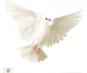 White pigeon realistic vector design 03
