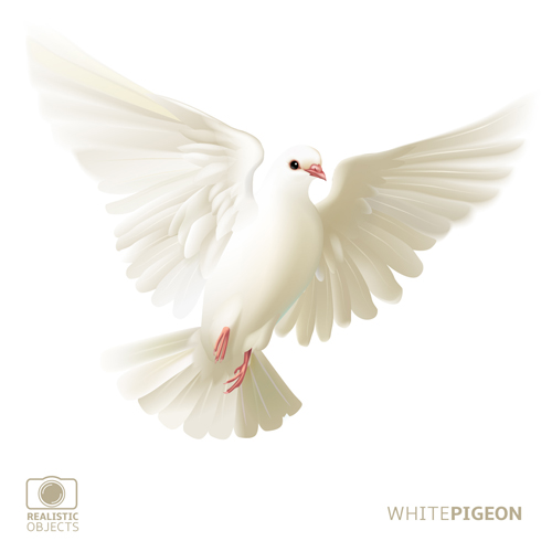 White pigeon realistic vector design 03