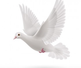 White pigeon realistic vector design 04