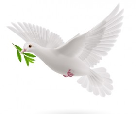 White pigeon realistic vector design 05