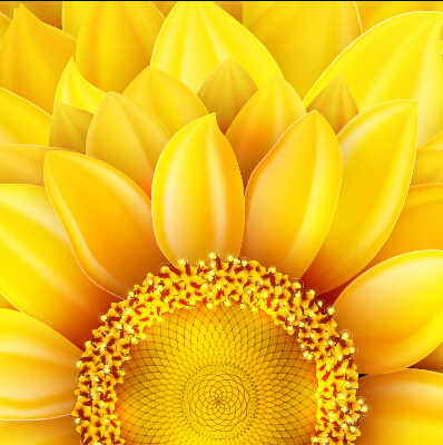 Beautiful sunflowers golden background set vector 04