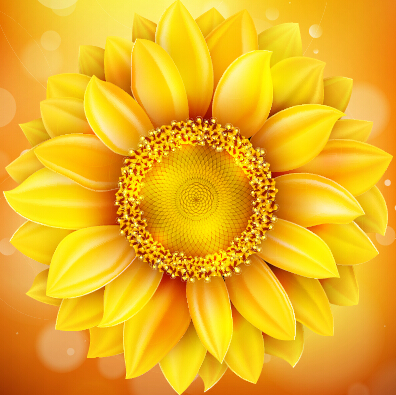 Beautiful sunflowers golden background set vector 08