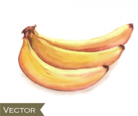 Hand drawn banana watercolor vector