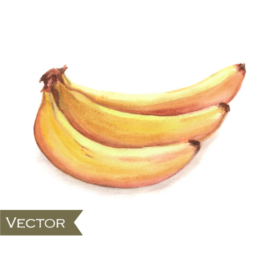 Hand drawn banana watercolor vector