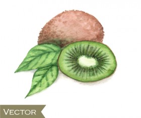 Kiwi hand drawing vector material