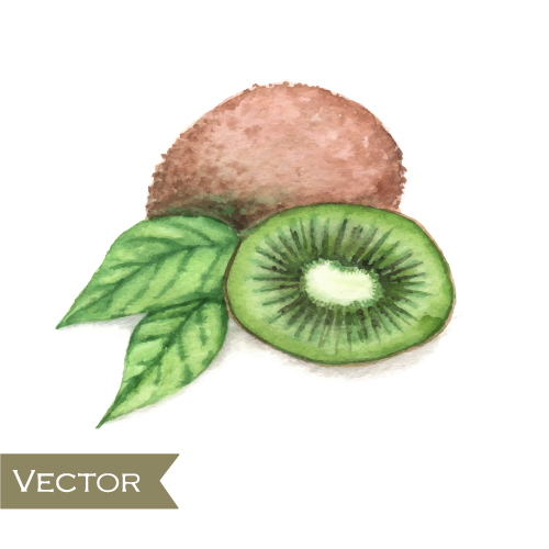 Kiwi hand drawing vector material