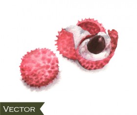 Litchi watercolor drawn vector 01