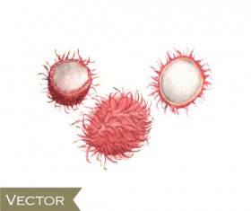 Litchi watercolor drawn vector 02