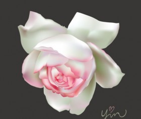Pink with white rose beautiful vector