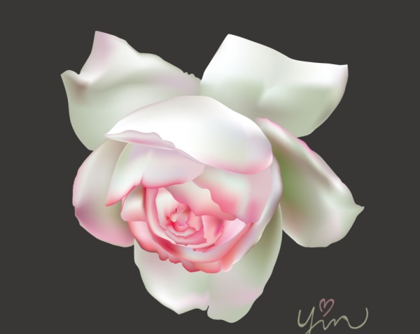 Pink with white rose beautiful vector