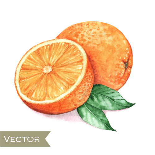 Watercolor orange with green leaves vector 01