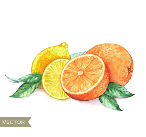 Watercolor orange with green leaves vector 02