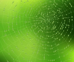 Spiderweb and drops vector graphics