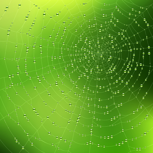 Spiderweb and drops vector graphics