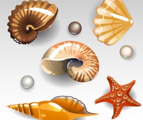 Shining seashells design vector set 03