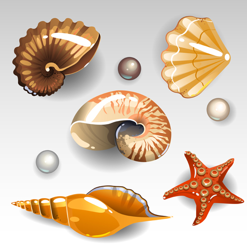 Shining seashells design vector set 03