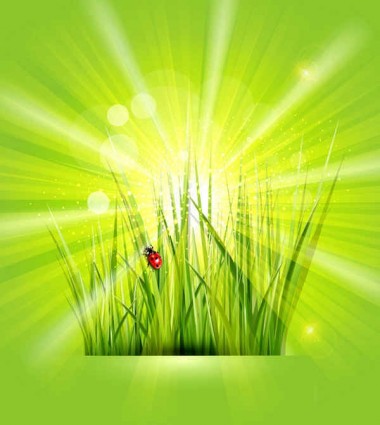 Grass with sunlight green background shiny vector