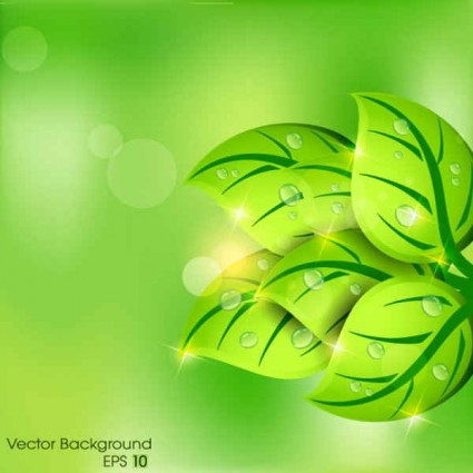 Green leaves with water drop eco background 01