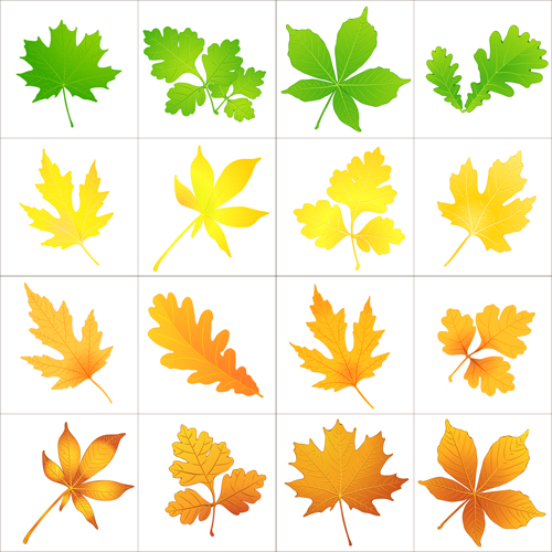 Beautiful autumn leaves icons vector 02