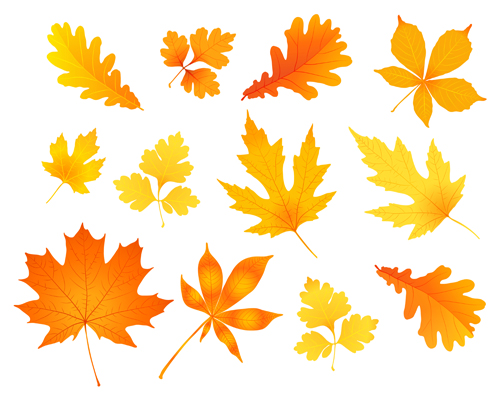 Beautiful autumn leaves icons vector 03