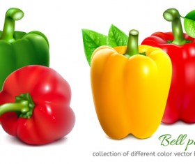Bell peppers colored vector