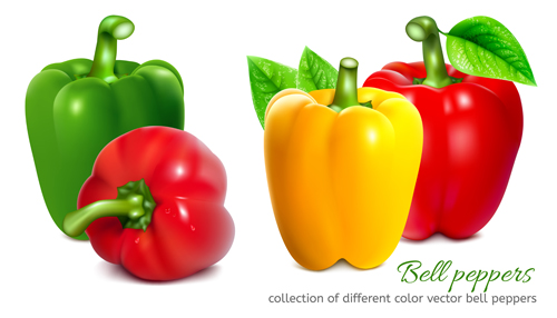 Bell peppers colored vector