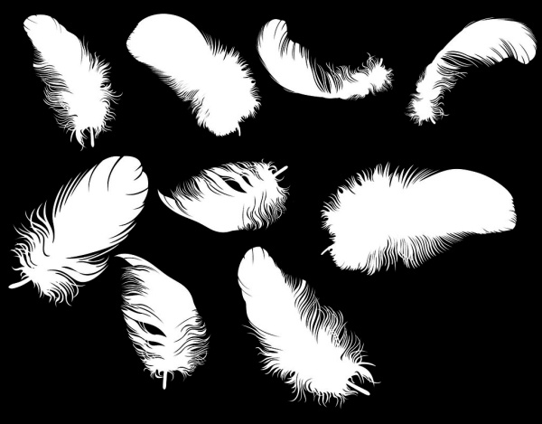 Different Feather Photoshop Brushes.