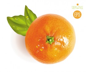 Fresh fruit citrus vector material set 01