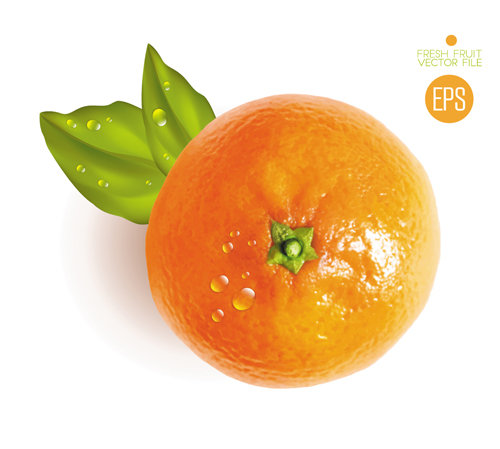 Fresh fruit citrus vector material set 01
