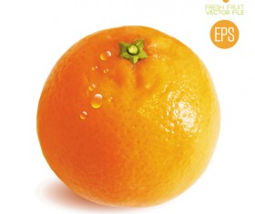 Fresh fruit citrus vector material set 02