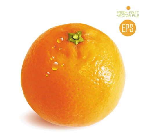 Fresh fruit citrus vector material set 02