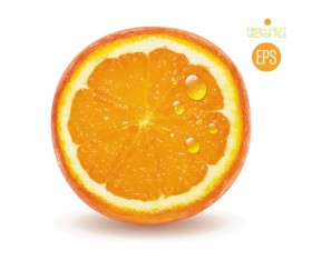 Fresh fruit citrus vector material set 03