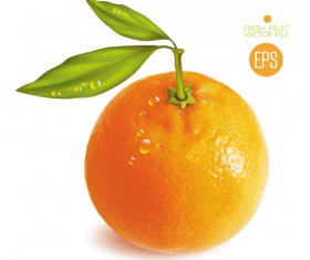 Fresh fruit citrus vector material set 04