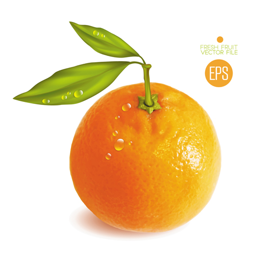 Fresh fruit citrus vector material set 04