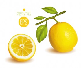 Fresh fruit citrus vector material set 05