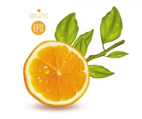 Fresh fruit citrus vector material set 06