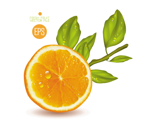 Fresh fruit citrus vector material set 06