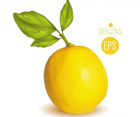 Fresh fruit citrus vector material set 07