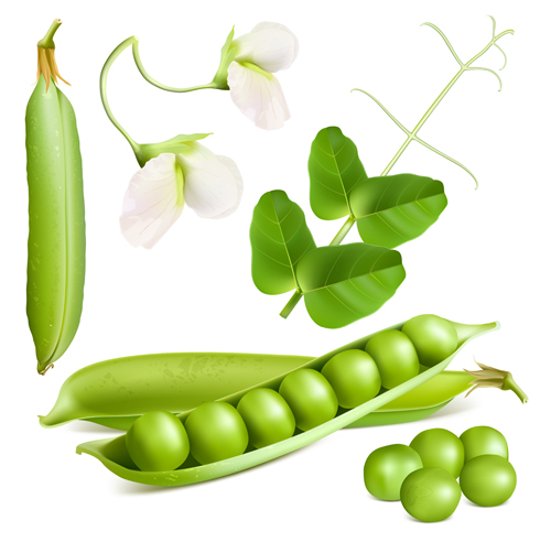 Peas with flower design vector
